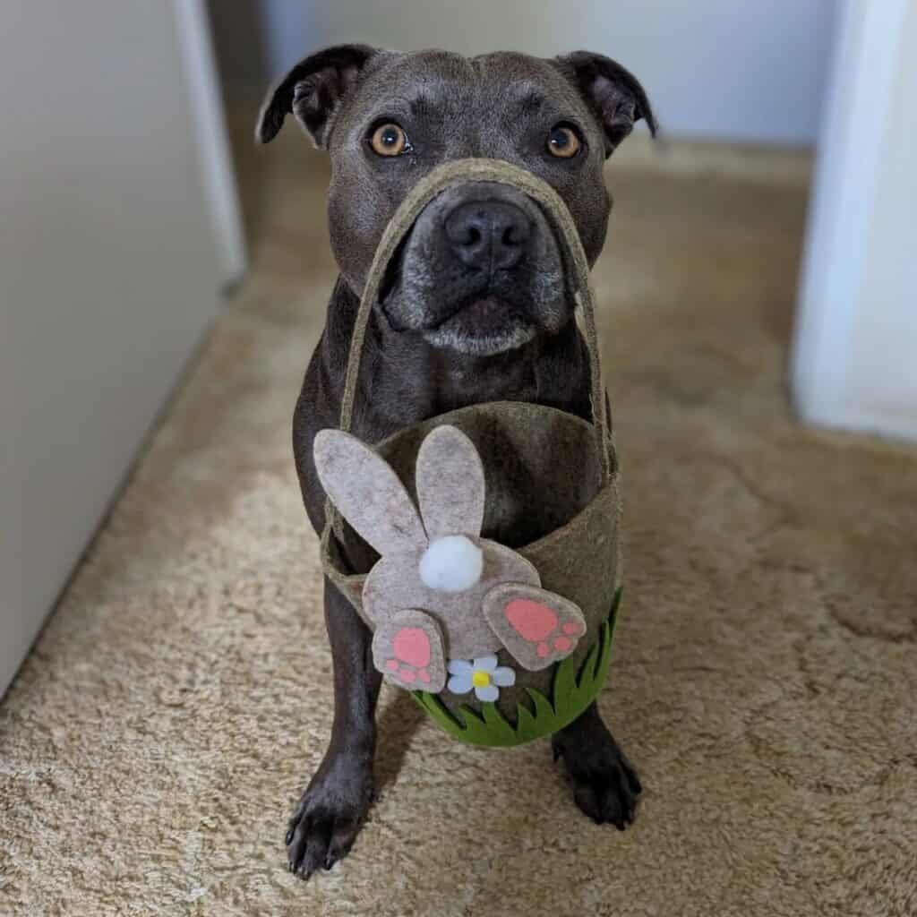 Dog carrying an Easter bunny basket made out of Felt bag 